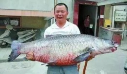 青鱼视频国产,青鱼视频引领国产短视频新潮流